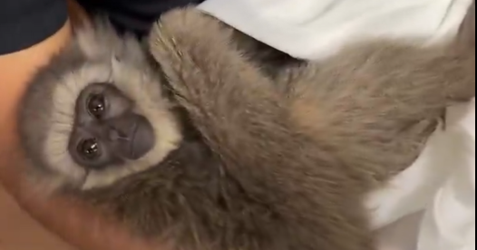 Endangered Endangered, 1 Alive and 1 dead, found in a checked bag at an airport in India Endangered Endangered, 1 Alive and 1 dead, found in a checked bag at an airport in India