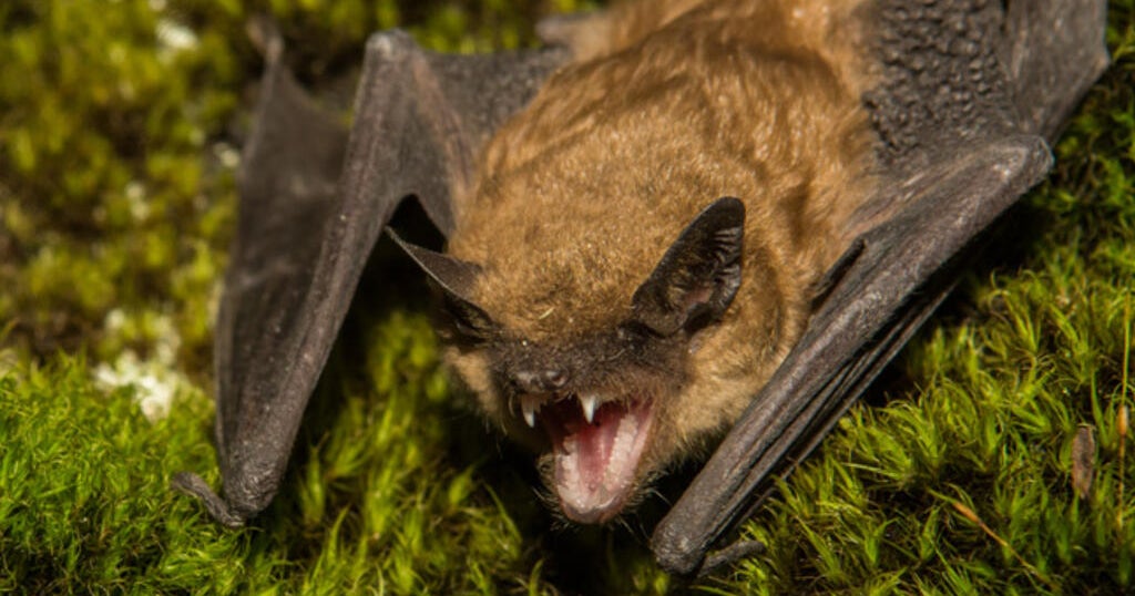 Two Rabid Bats Confirmed in San Mateo County Playgrounds