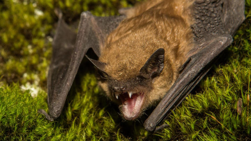 Rabid bat found in Fremont neighborhood - CBS San Francisco