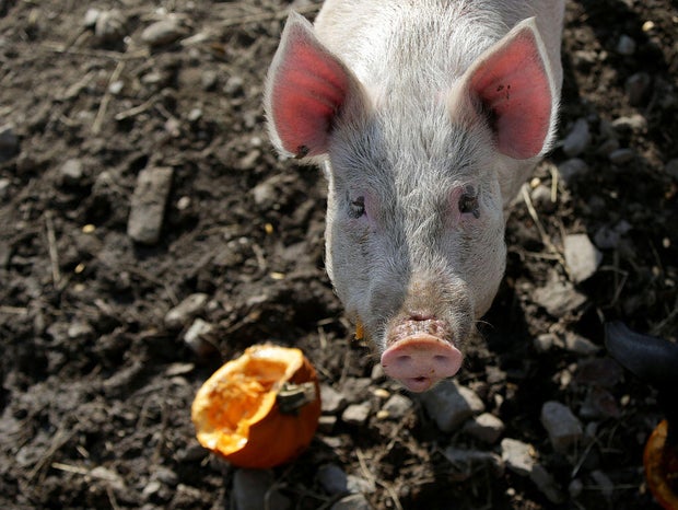 MSPCA Pig With Pumpkin 