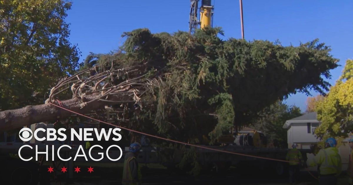 Massive Glenview spruce selected as 2025 Chicago Christmas tree - CBS ...