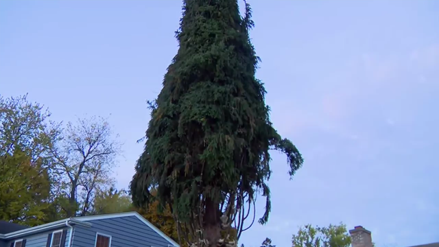 generic-christmas-tree 