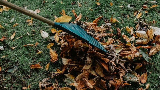 Close-up of a rake being pulled through a pile of autumn fallen leaves on grass 