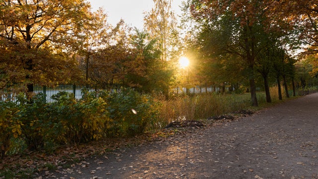 A Serene Autumn Sunset with Vibrant Golden Foliage that Engulfs the Environment in Beauty 