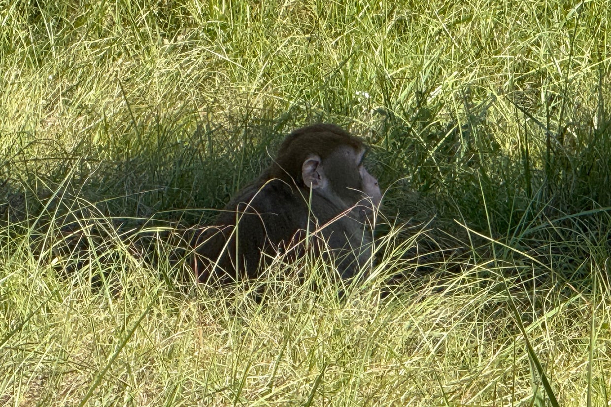 Another escaped monkey fatally shot in Mississippi; 1 still missing ...