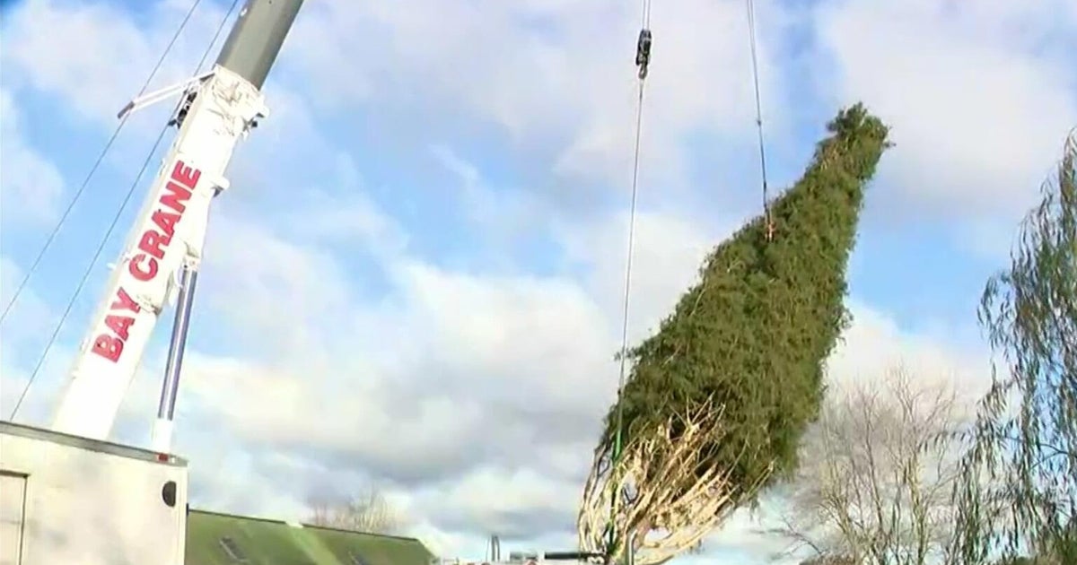 75‑foot Norway spruce heads to Rockefeller Center for Christmas tradition