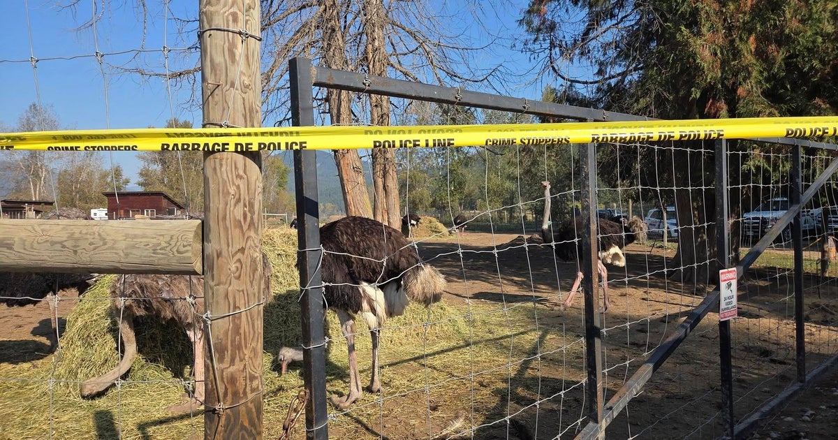 Canadian ostrich farm loses long legal battle to avoid cull of its birds
