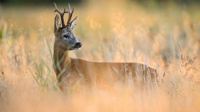 Roe Deer (Capreolus capreolus) 