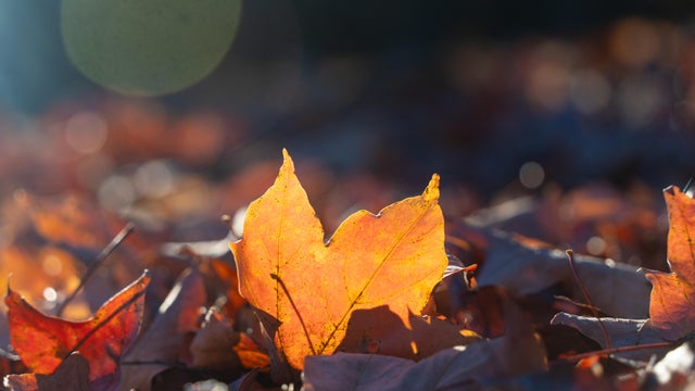 Fallen Autumn Leaves on the Floor in the Forest 