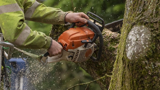 tree-care-tree-cutting-tree-trimming-arborists-tree-work.jpg 