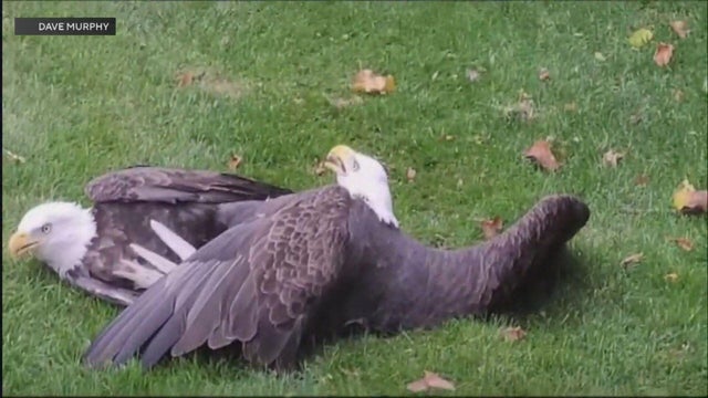 111025-bald-eagles-clean.jpg 