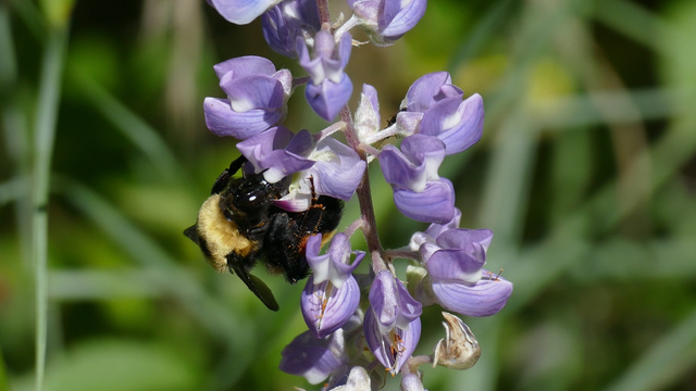 bee-on-lupine-still.png 