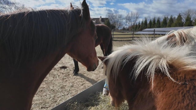 A group of horses at the farm 