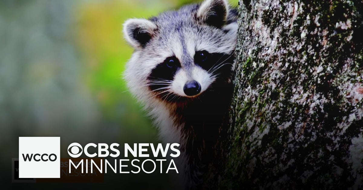 Researchers say raccoons may be en route to being our next domesticated ...