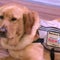 How service dogs are helping veterans
