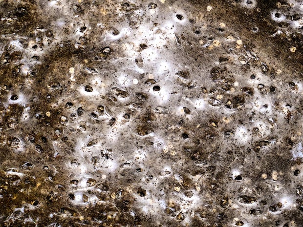 EU Albania Greece Spider