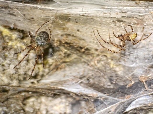 EU Albania Greece Spider 