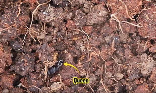 queen-ant-photo.jpg