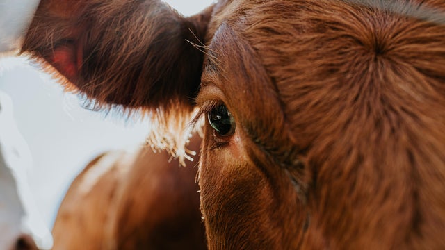 A close-up of a cows eye 