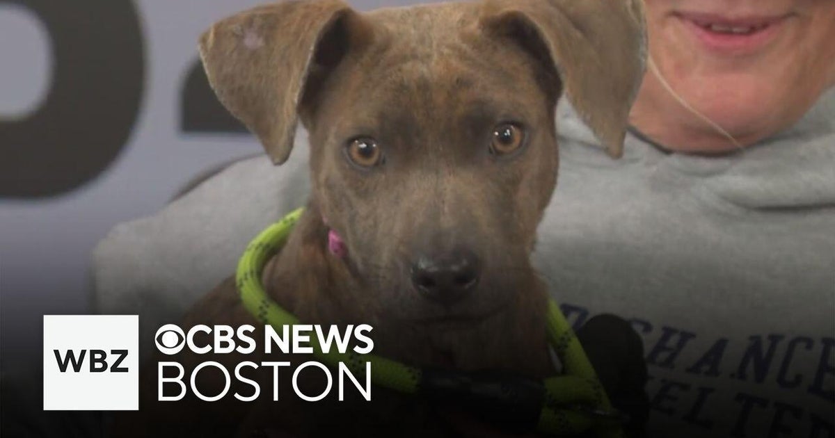 Sweet, calm puppy Lily up for adoption through Massachusetts shelter