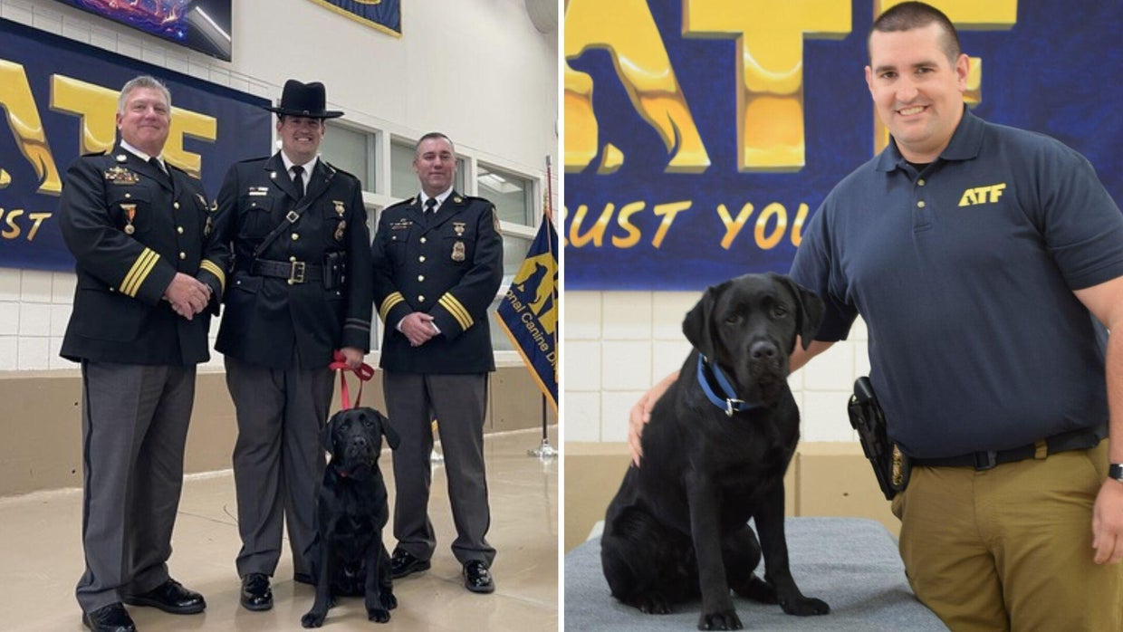 Maryland Fire Marshal's Office welcomes new Accelerant Detection dog ...