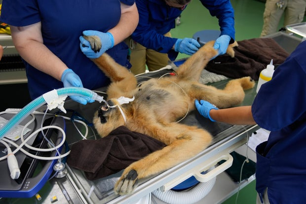 Zoos-Viewing Veterinarians 