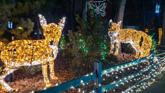Fox display at the Detroit Zoo Light Show  christmas lights holiday lights at night in Royal Oak, Michigan 