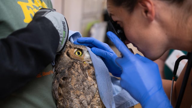 Utah Owl Recovery 