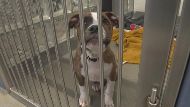 kdka-humane-animal-rescue-of-pittsburgh.jpg 