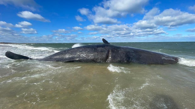 sperm-whale-nantucket.jpg
