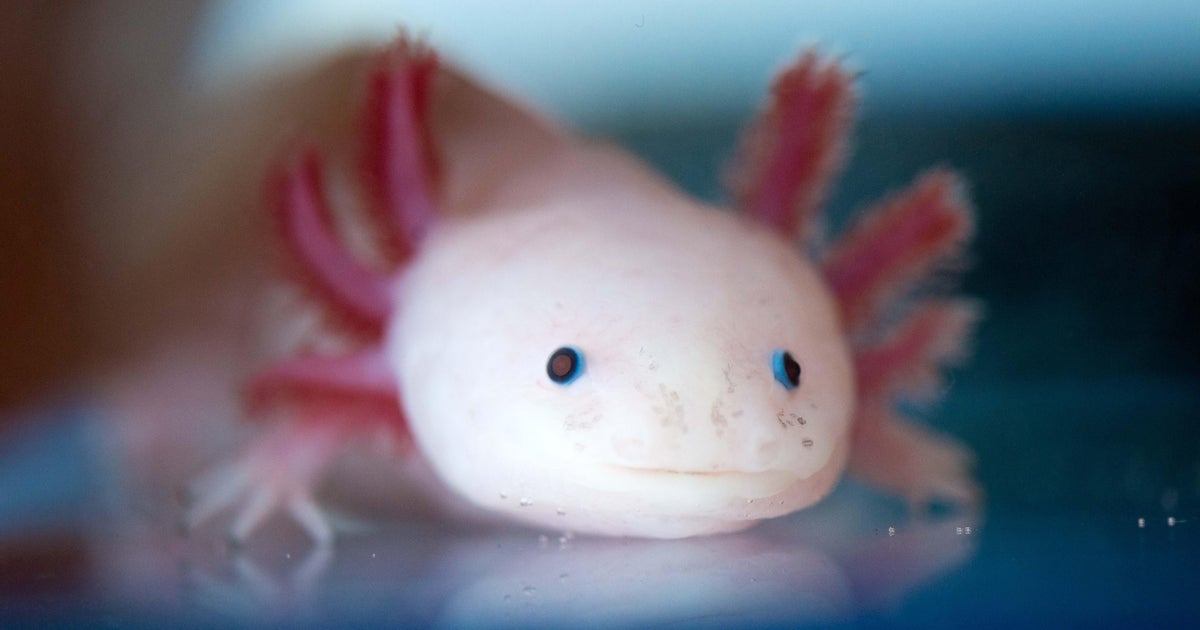 Axolotl, rare salamander native to Mexico, discovered in Pennsylvania waterway