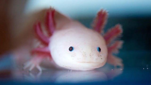 Center for Regenerative Therapies in Dresden - Axolotl 