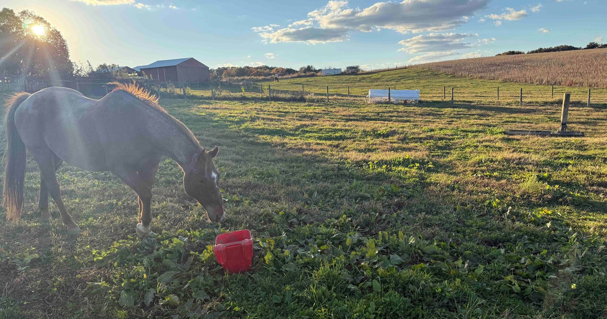 Florida warns horse owners after rodeo horses in Texas, Oklahoma test positive for dangerous EHV-1