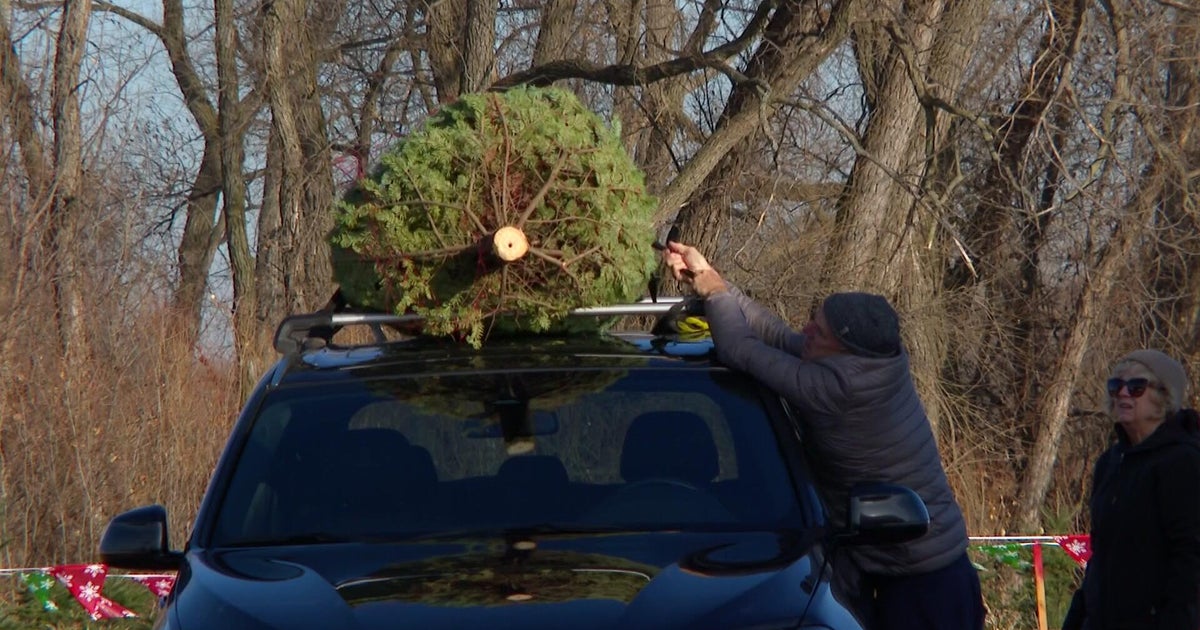 Some Christmas tree farms are already open for business