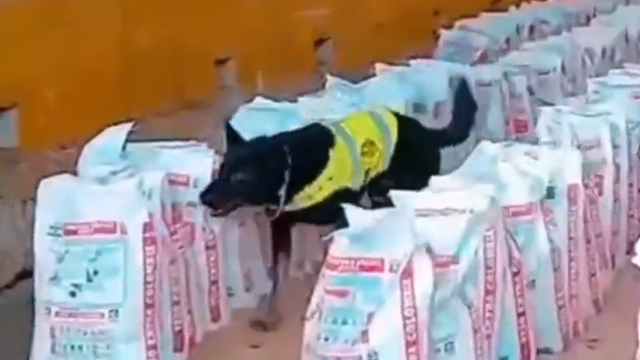 sniffer-dog-screenshot-2025-11-22-104929.png 