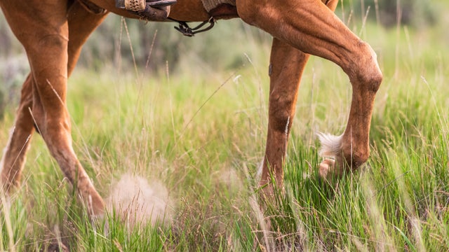 Horse walking in the wilderness 