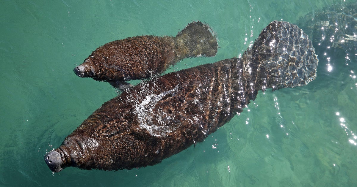 Manatee season underway in South Florida. Here’s how to navigate our waterways while they’re swimming nearby