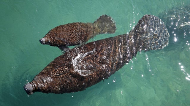 US-NEWS-FLA-WILDLIFE-COMMISSION-FL 