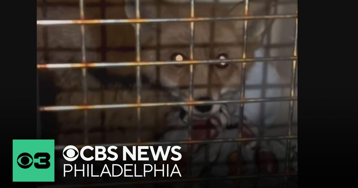 Fox in Delaware County freed from drainage pipe around its neck