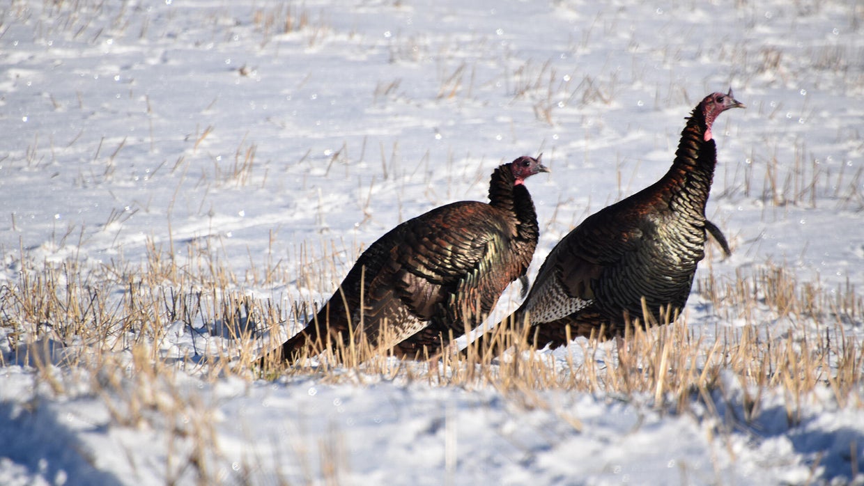 Snow accumulations possible in Denver with post-Thanksgiving cold snap ...