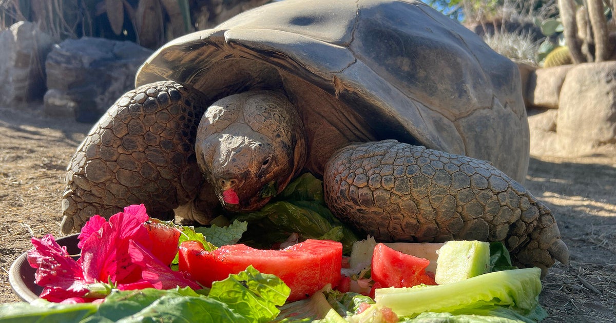 Galápagos tortoise Gramma, San Diego Zoo's oldest resident, dies at about 141