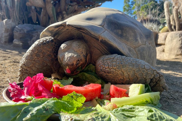 Galapagos Tortoise Dies 