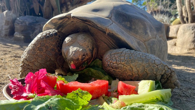 Galapagos Tortoise Dies 