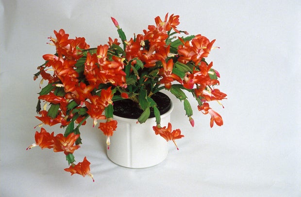 Christmas cactus 