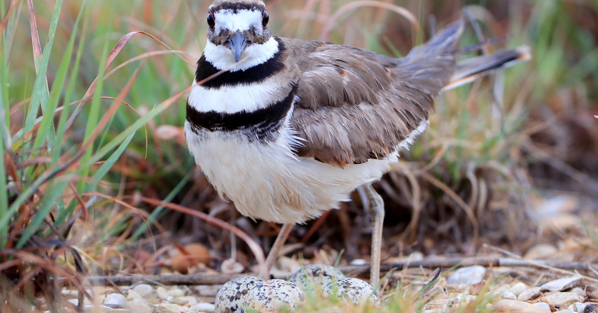 Hunter in Ohio fined for killing protected bird species