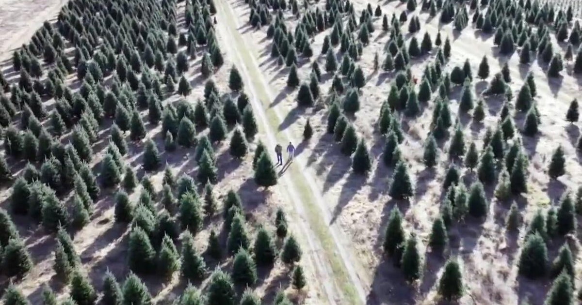 Tariffs could make real Christmas trees more popular this year