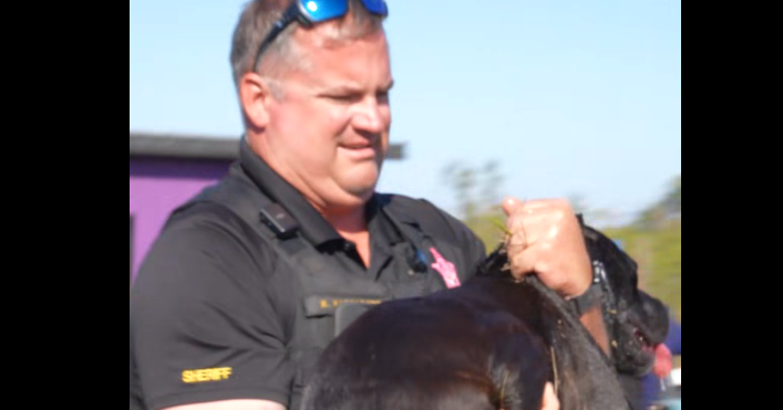 Florida deputies warn owners about leaving pets inside vehicles after rescuing 2 dogs trapped inside sweltering car: