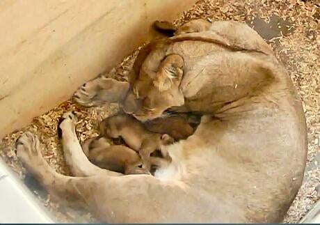 9-year-old lioness welcomes 3 cubs at Detroit Zoo