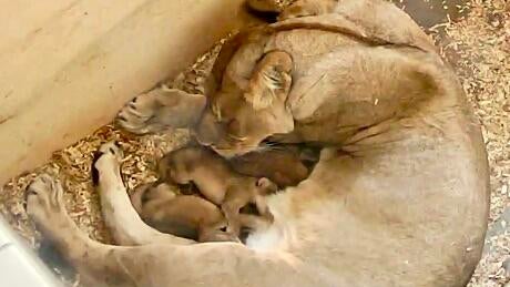 9-year-old lioness welcomes 3 cubs at Detroit Zoo 