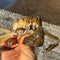Invasive crab that can climb over 13-foot-high walls spotted in Oregon again